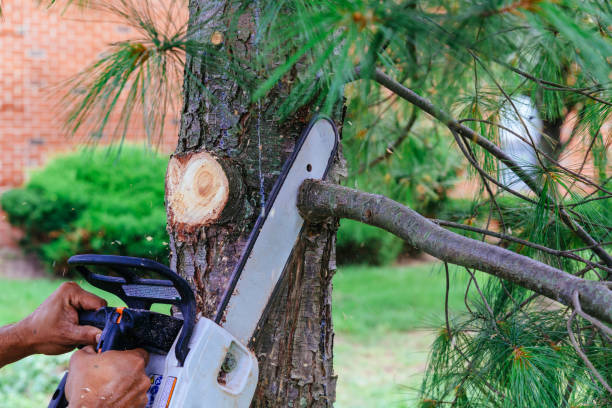 Leaf Removal in Trafford, PA